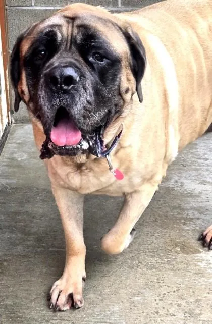 Sarge Bonded To Wyatt thumbnail 3