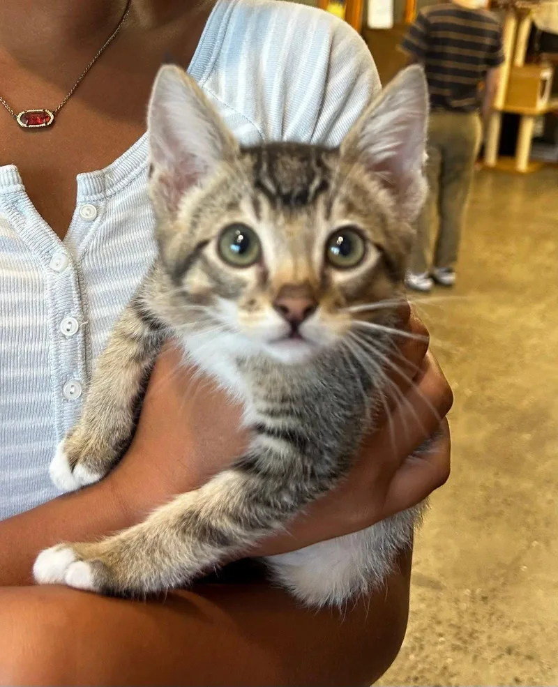 A baby medium-sized male Tabby cat named Elroy for adoption in Walnut Creek, CA