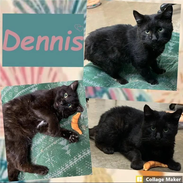 An adult medium-sized male Domestic Short Hair cat named Dennis for adoption in Clearfield, PA