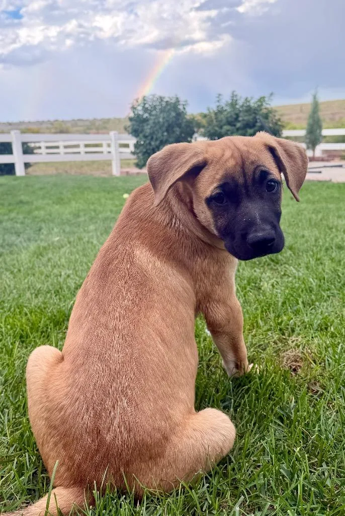 A baby medium-sized female Australian Cattle Dog / Blue Heeler dog named Natacha for adoption in Fort Lupton, CO
