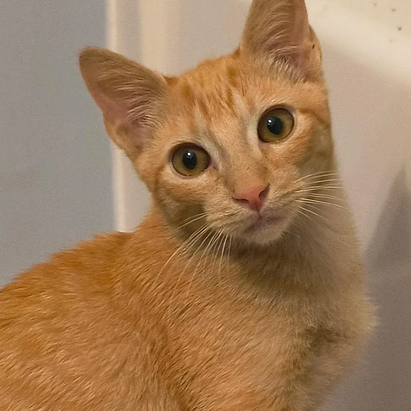 A baby small-sized male Orange / Red Domestic Short Hair cat named Book for adoption in Sequatchie, TN