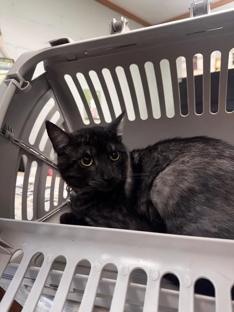 A young medium-sized male Domestic Short Hair cat named Onyx for adoption in Waverly, TN