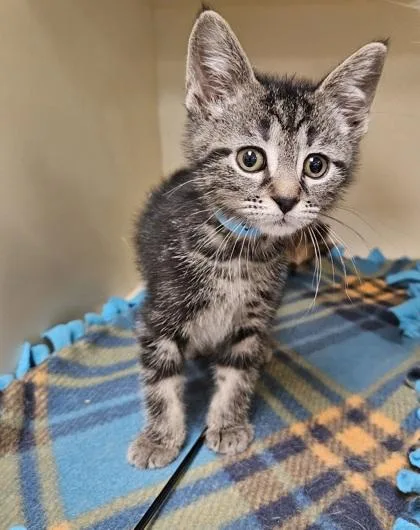A baby small-sized male Domestic Short Hair cat named Truffles for adoption in Verona, WI