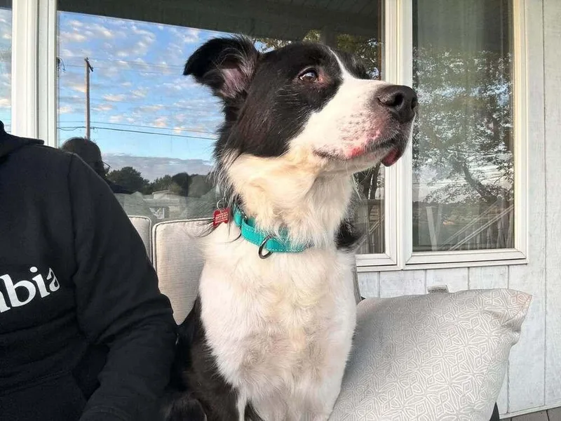 An adult large-sized male Border Collie dog named Sebastian for adoption in Grand Rapids, MI