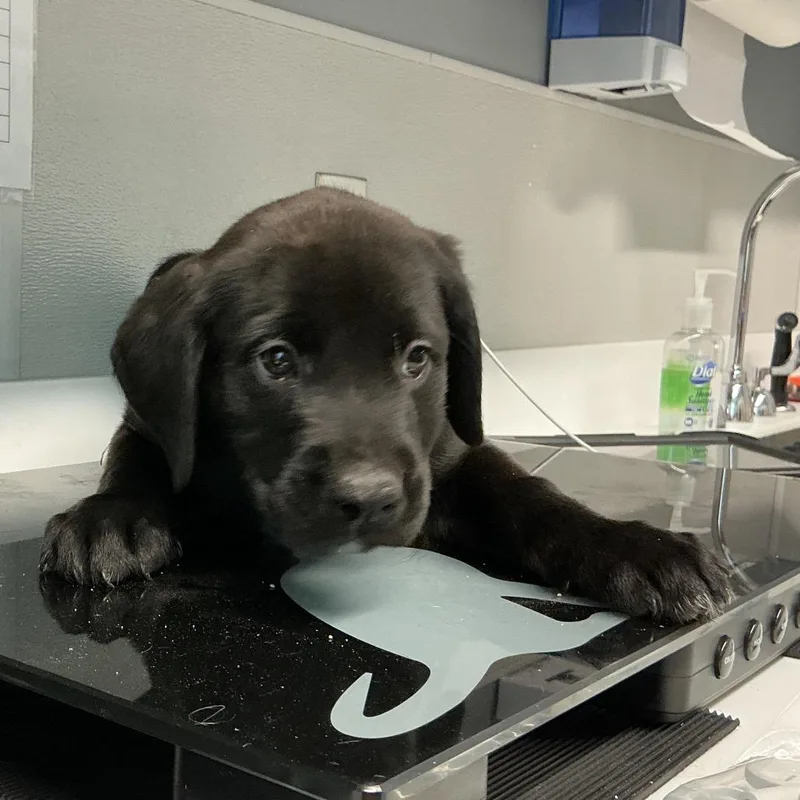 A baby small-sized male Black Labrador Retriever dog named Herbert for adoption in St Joseph, MO