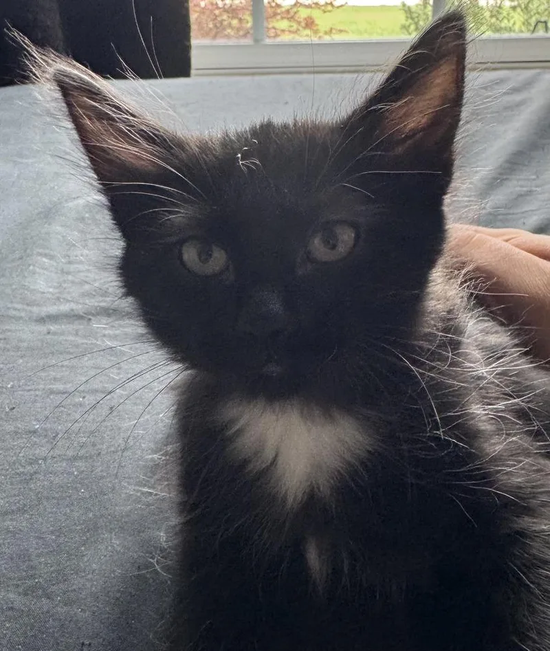 A baby small-sized female Black & White / Tuxedo Domestic Short Hair cat named Brie for adoption in Dallas, TX