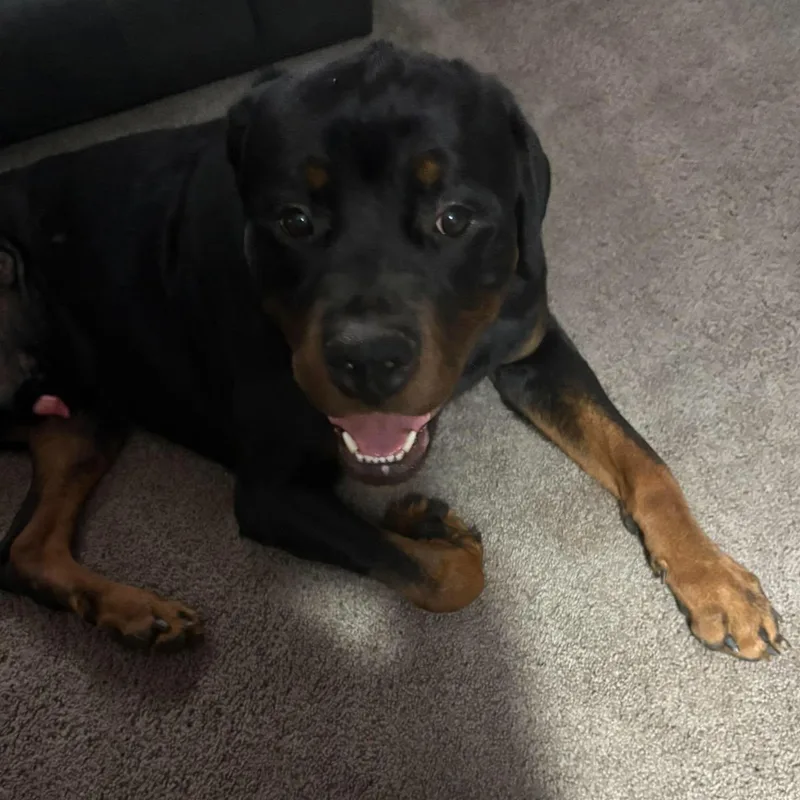 An adult large-sized male Bicolor Rottweiler dog named Tito for adoption in Hilton, NY