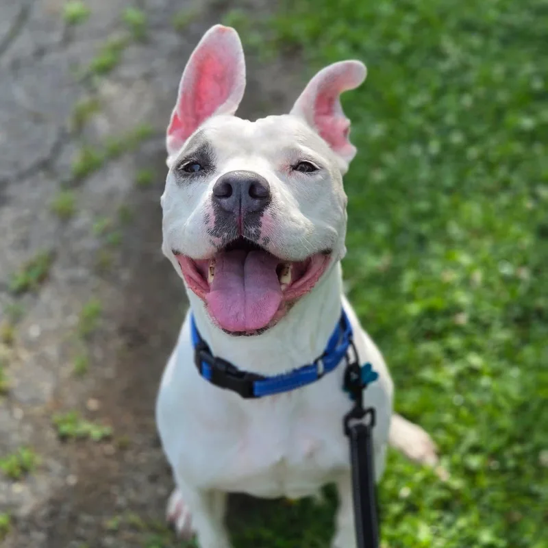 A young medium-sized female White / Cream Pit Bull Terrier dog named Khalessi for adoption in Warren, OH