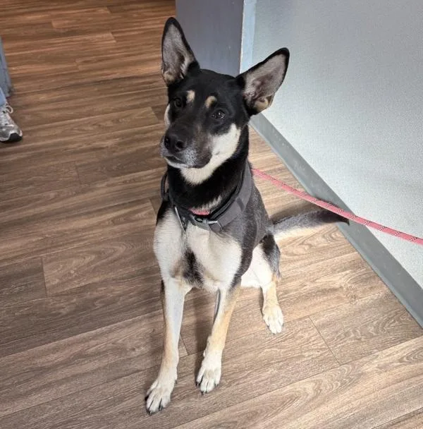 An adult large-sized male Shepherd dog named Draco for adoption in San Diego, CA
