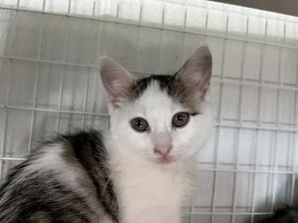 A baby medium-sized female Domestic Short Hair cat named Maraschino Cherry for adoption in Elmira, NY
