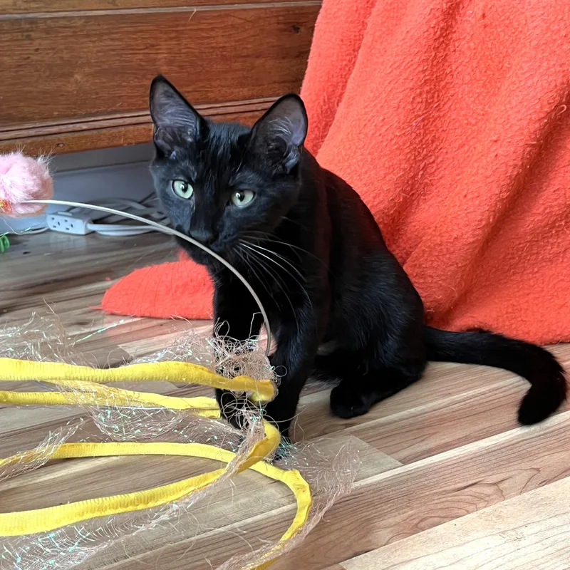A baby medium-sized male Black Domestic Short Hair cat named Elijah for adoption in Apex, NC