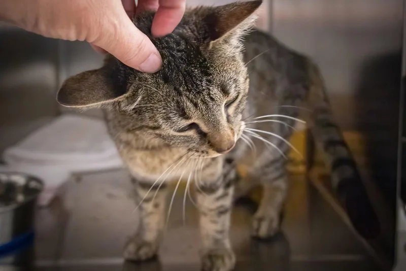 An adult medium-sized female Tabby cat named Whitney for adoption in Greenville, DE