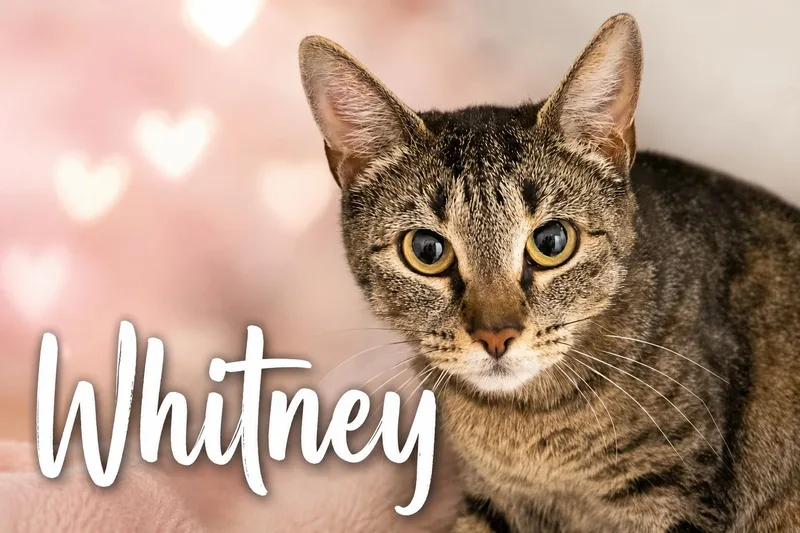 Whitney thumbnail 2