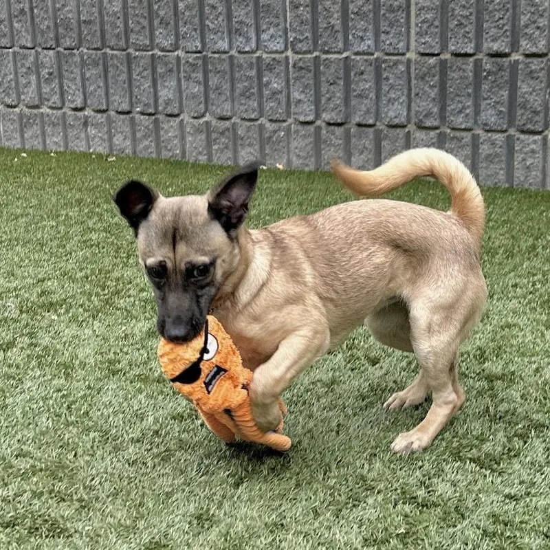 A young small-sized female Brown / Chocolate Mixed Breed dog named Gwen for adoption in Pleasanton, CA