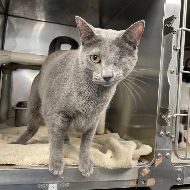 An adult medium-sized female Domestic Short Hair cat named Frank for adoption in Roanoke, VA