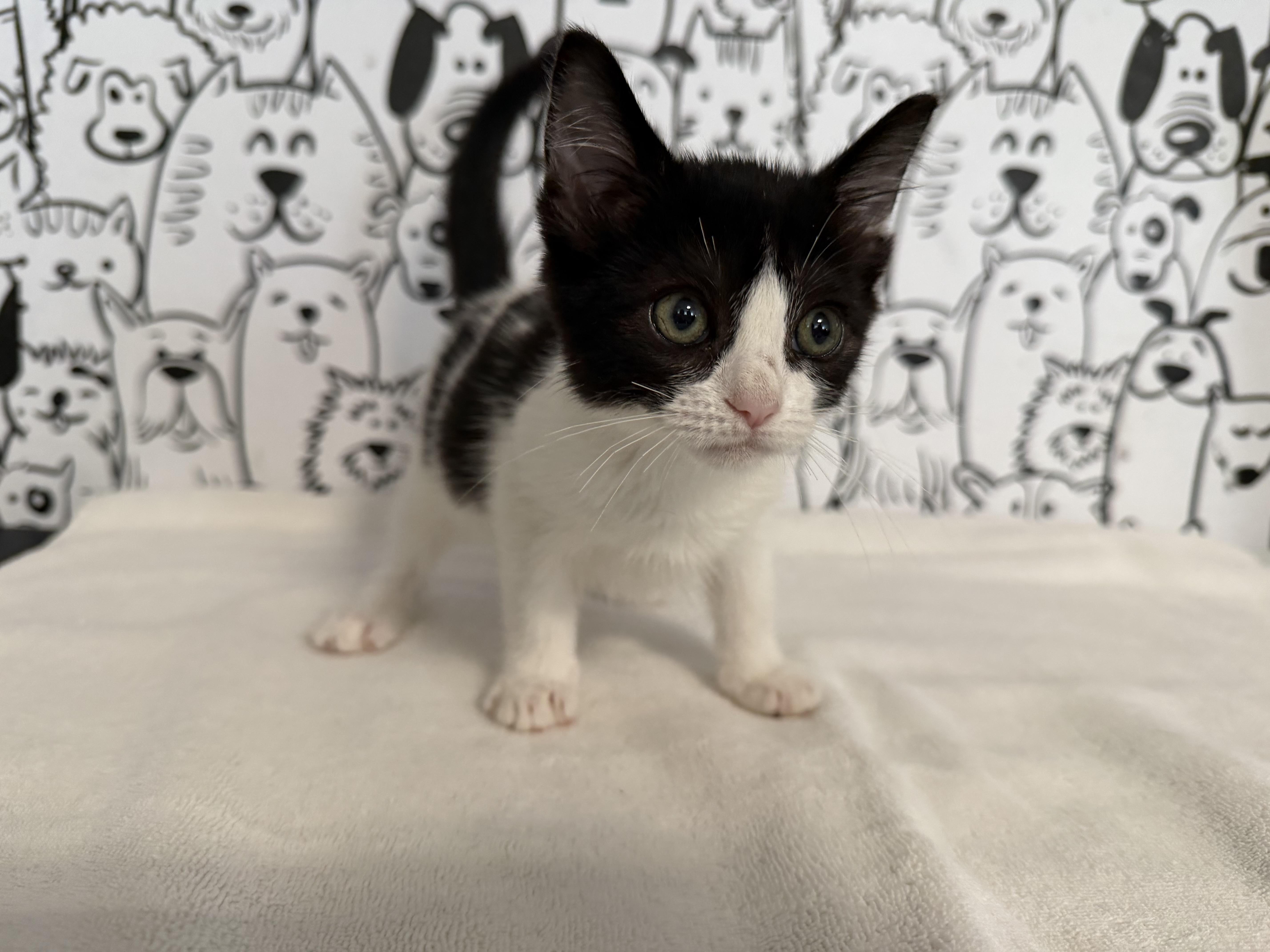 A baby small-sized female Domestic Medium Hair cat named Flora for adoption in San Pedro, CA
