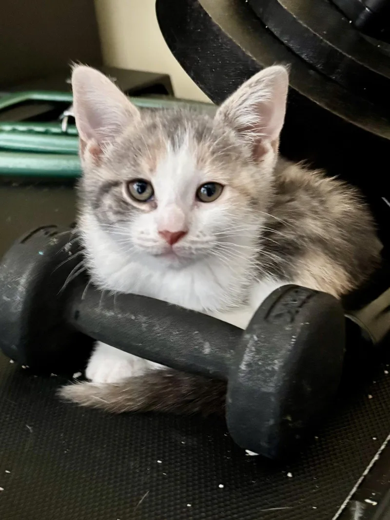 A baby medium-sized female Domestic Short Hair cat named Geometry for adoption in Trenton, NJ