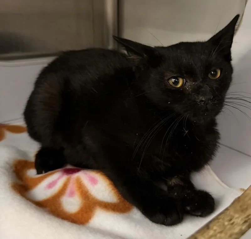 A baby small-sized female Black Domestic Short Hair cat named Driver for adoption in Orlando, FL