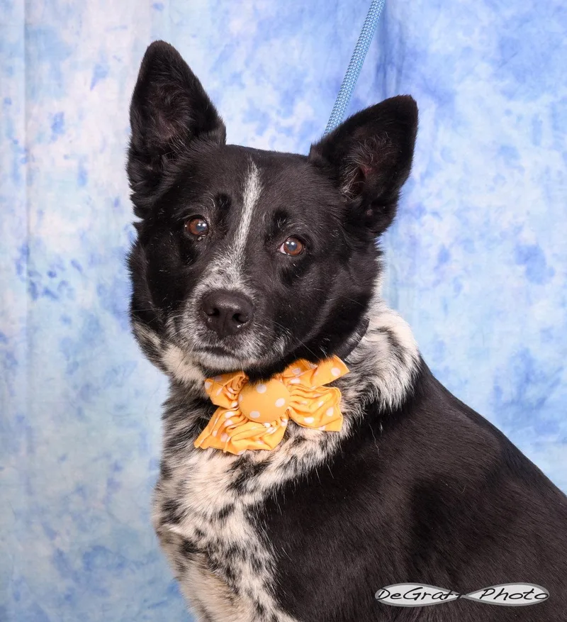 An adult large-sized female Cattle Dog dog named Summer for adoption in Pittsboro, NC