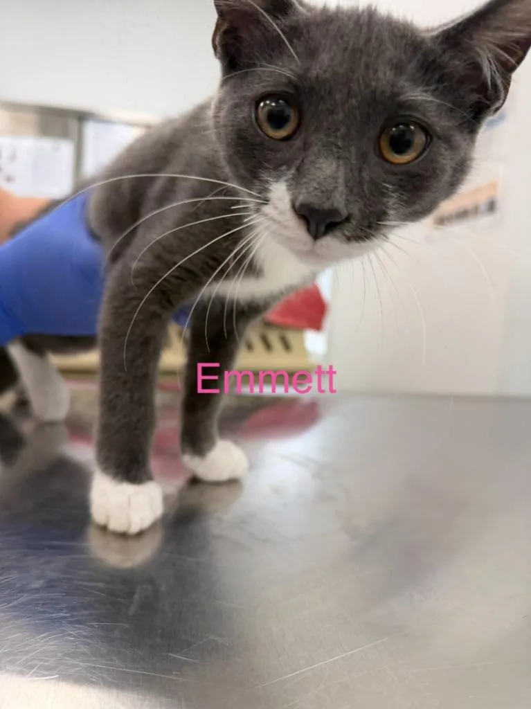 A baby small-sized male Domestic Short Hair cat named Emmett for adoption in Cambridge, MD