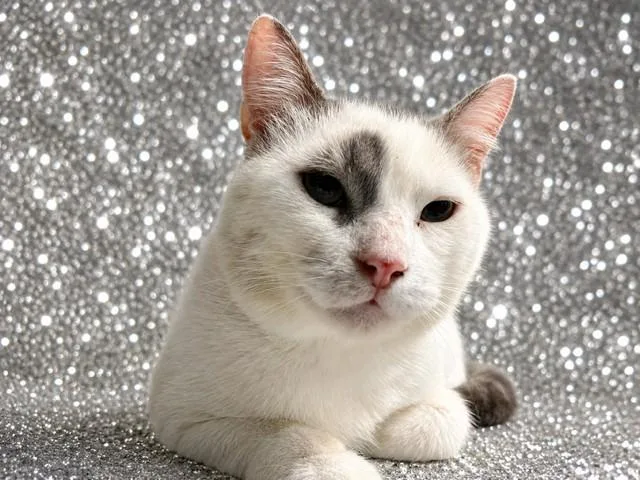 An adult medium-sized male Domestic Short Hair cat named Neptune for adoption in Jacksonville, FL