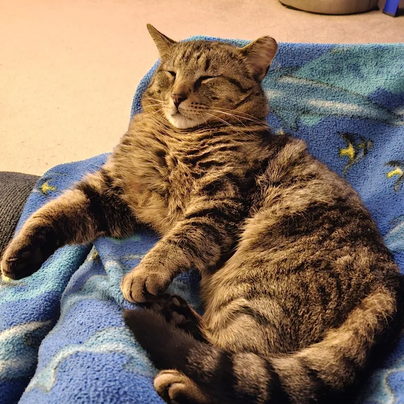 Scooter Courtesy Listing thumbnail 2