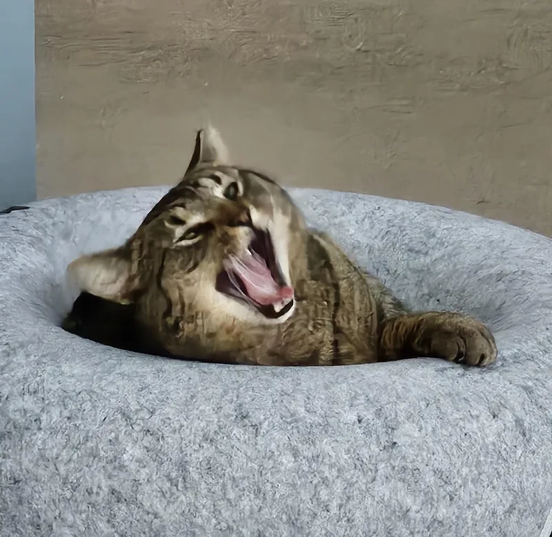 Scooter Courtesy Listing thumbnail 3