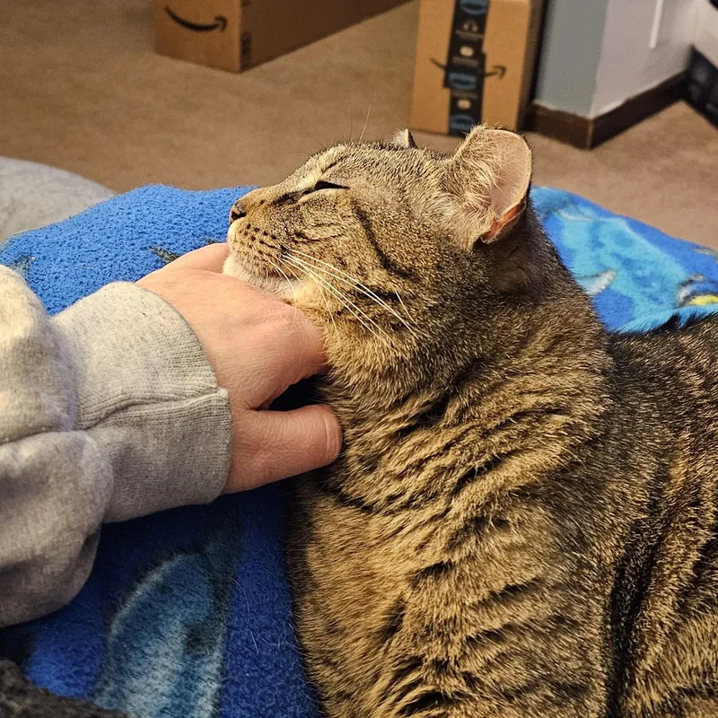 Scooter Courtesy Listing thumbnail 4