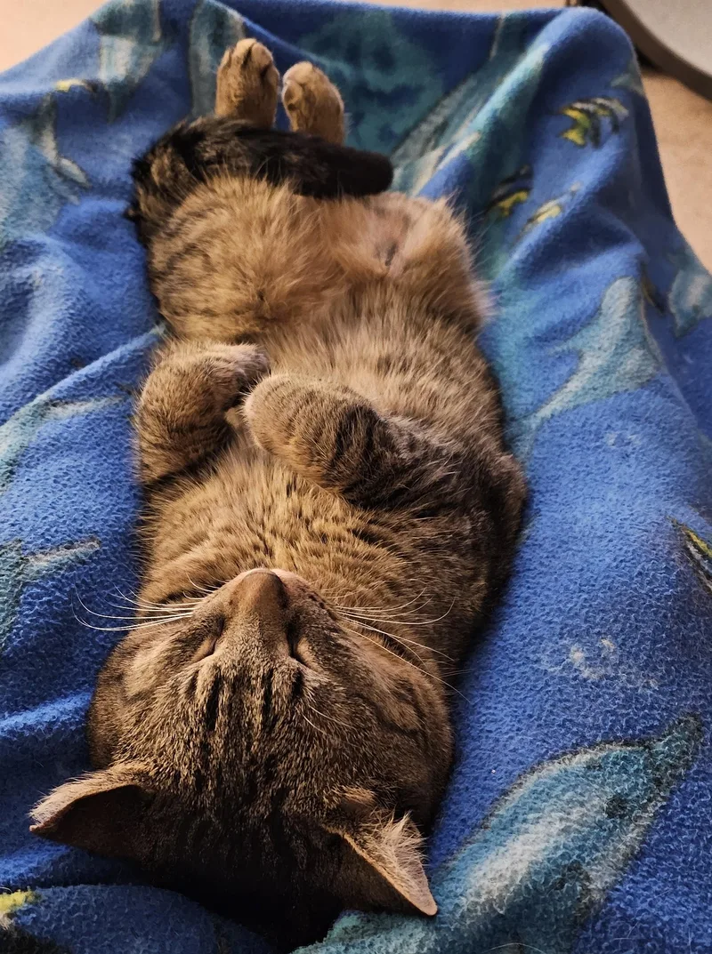 Scooter Courtesy Listing thumbnail 5