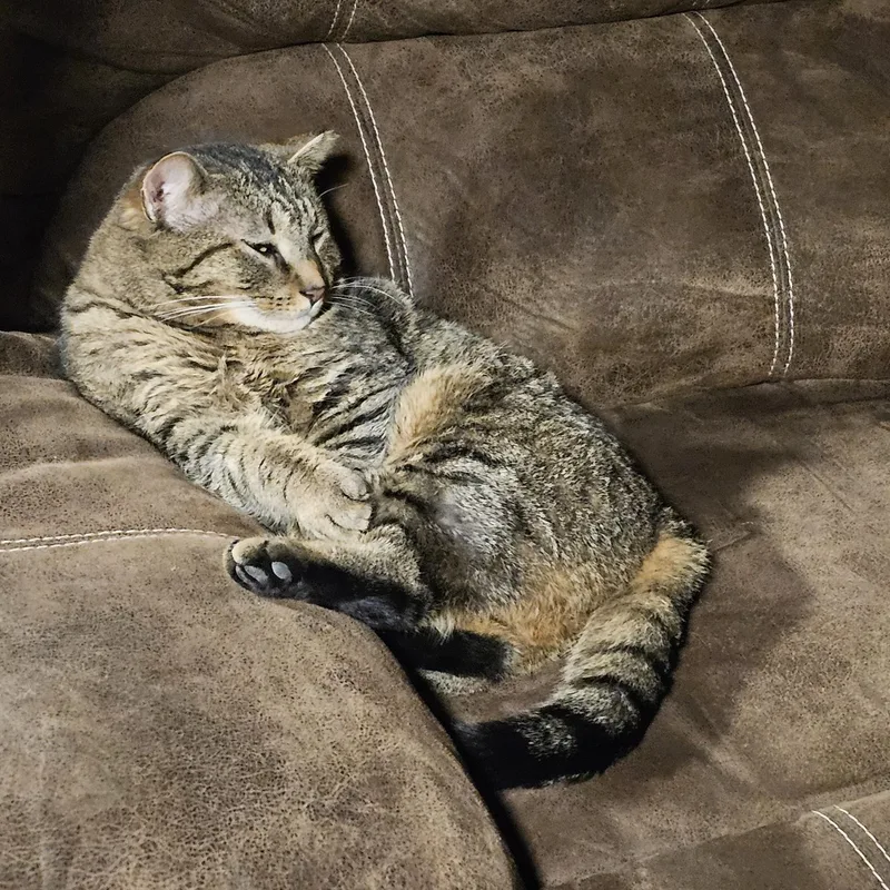 Scooter Courtesy Listing