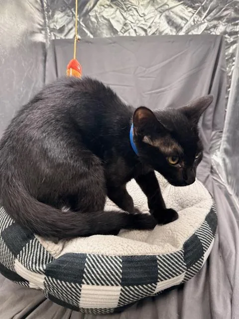 A baby small-sized male Domestic Short Hair cat named Wilson for adoption in Appling, GA