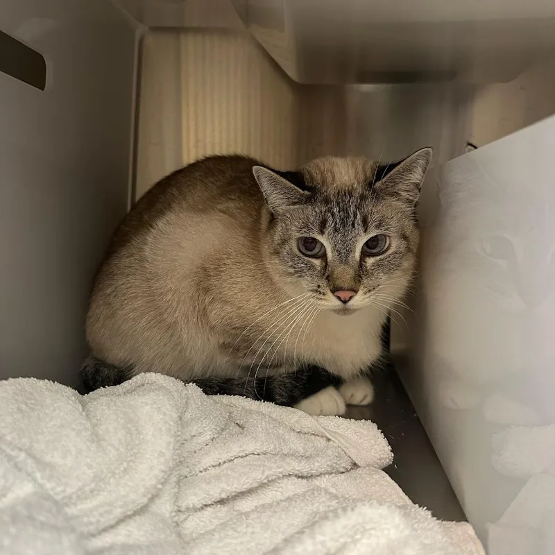 A senior medium-sized female Siamese cat named Tsing for adoption in Santa Barbara, CA