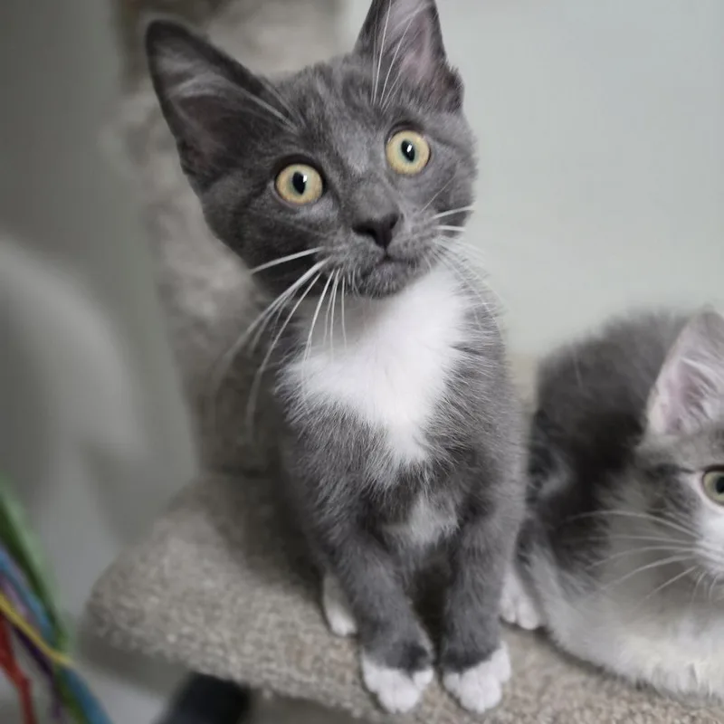 A baby small-sized male Gray / Blue / Silver Domestic Medium Hair cat named Gimbap for adoption in Overland Park, KS