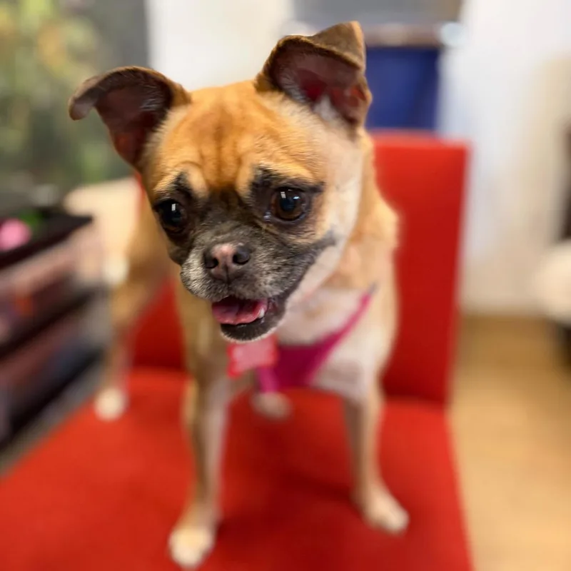 A senior small-sized female Yellow / Tan / Blond / Fawn Pug dog named Ofrenda for adoption in San Francisco, CA