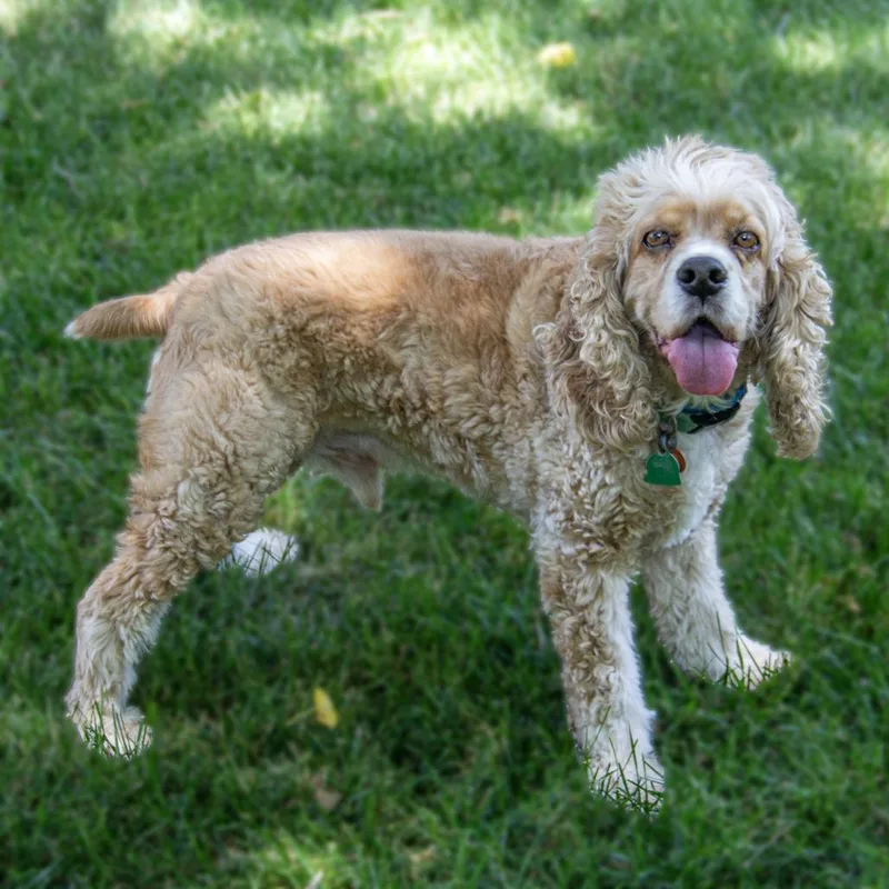 A senior medium-sized male Yellow / Tan / Blond / Fawn Cocker Spaniel dog named Henry for adoption in Wichita, KS