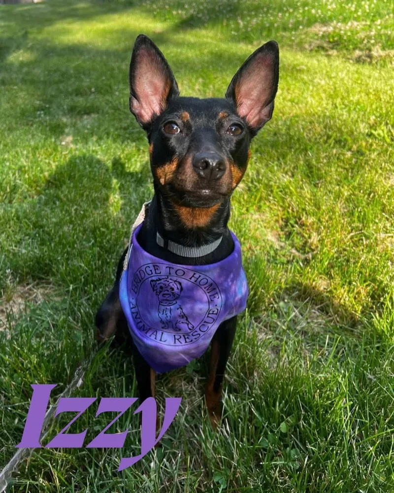 A young small-sized female Miniature Pinscher dog named Izzy for adoption in Washington , PA