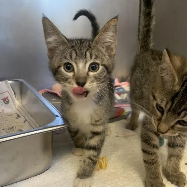 A baby small-sized female Domestic Medium Hair cat named Kiwi for adoption in Dublin, CA