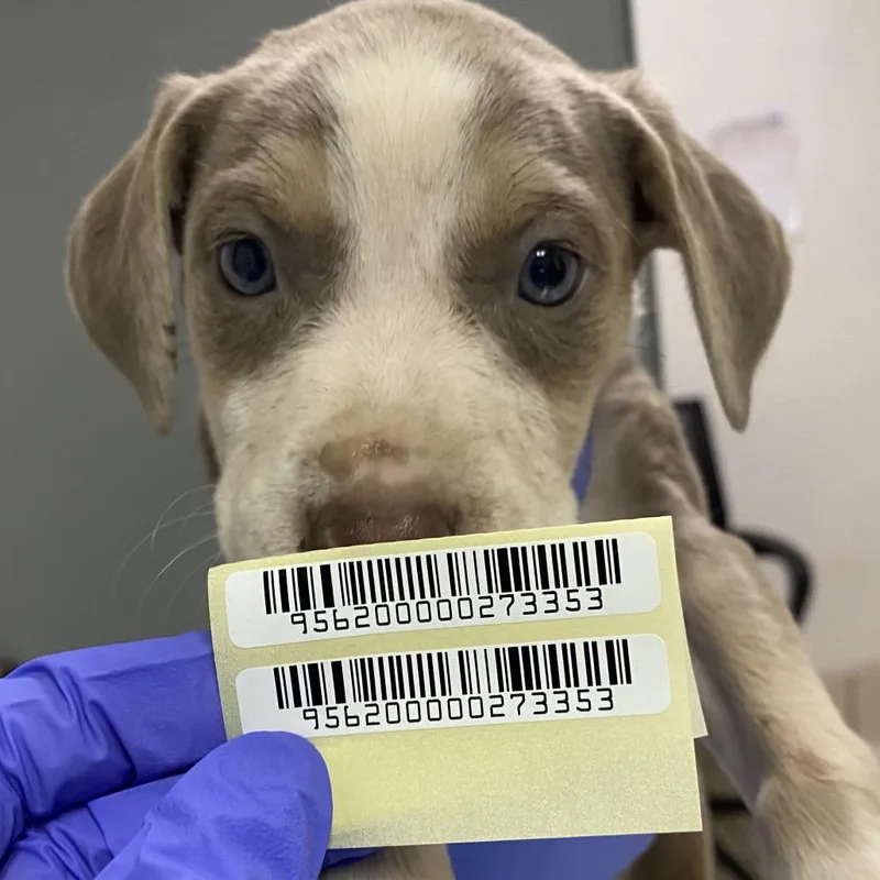 A baby small-sized male Yellow / Tan / Blond / Fawn Mixed Breed dog named Lychee for adoption in Charleston, WV