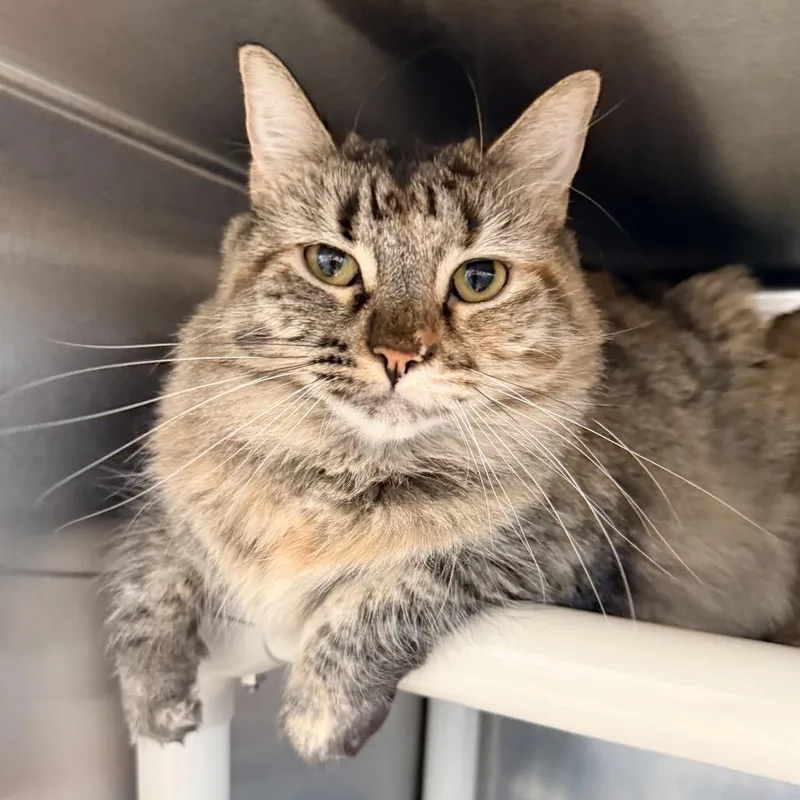 A young medium-sized female Gray / Blue / Silver Domestic Long Hair cat named Aphrodite for adoption in Palm Springs, CA