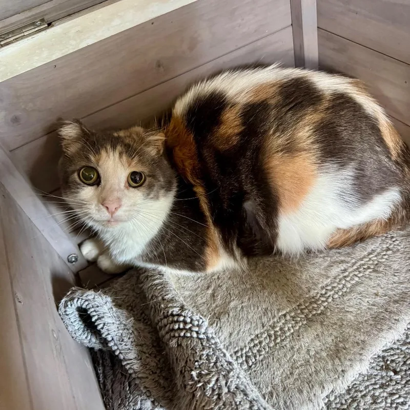 An adult small-sized female Calico Domestic Short Hair cat named Summer for adoption in Fredericksburg, TX
