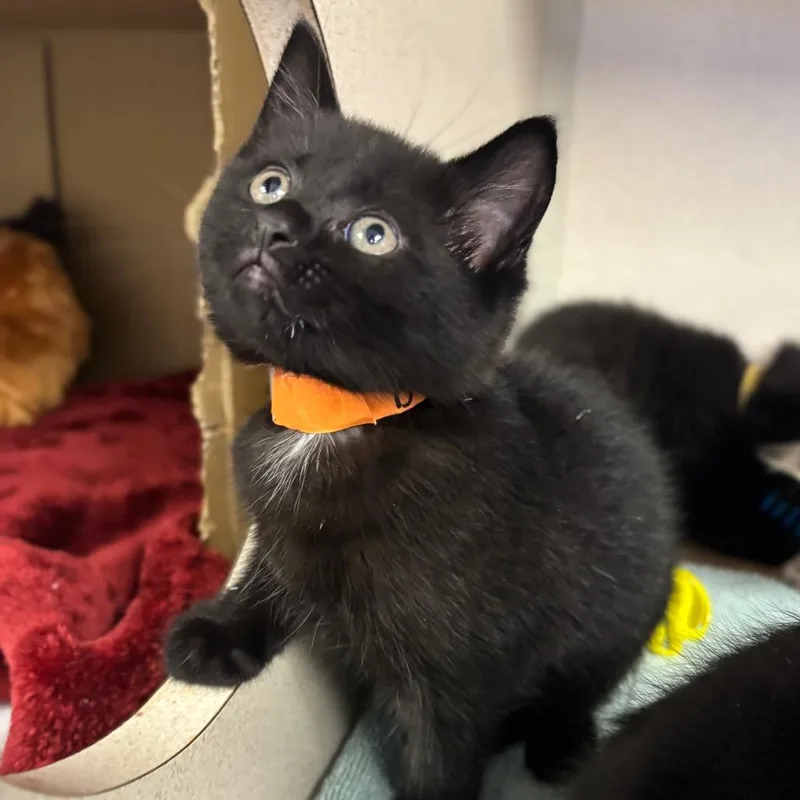 A baby small-sized female Black Domestic Short Hair cat named Boa for adoption in New York, NY