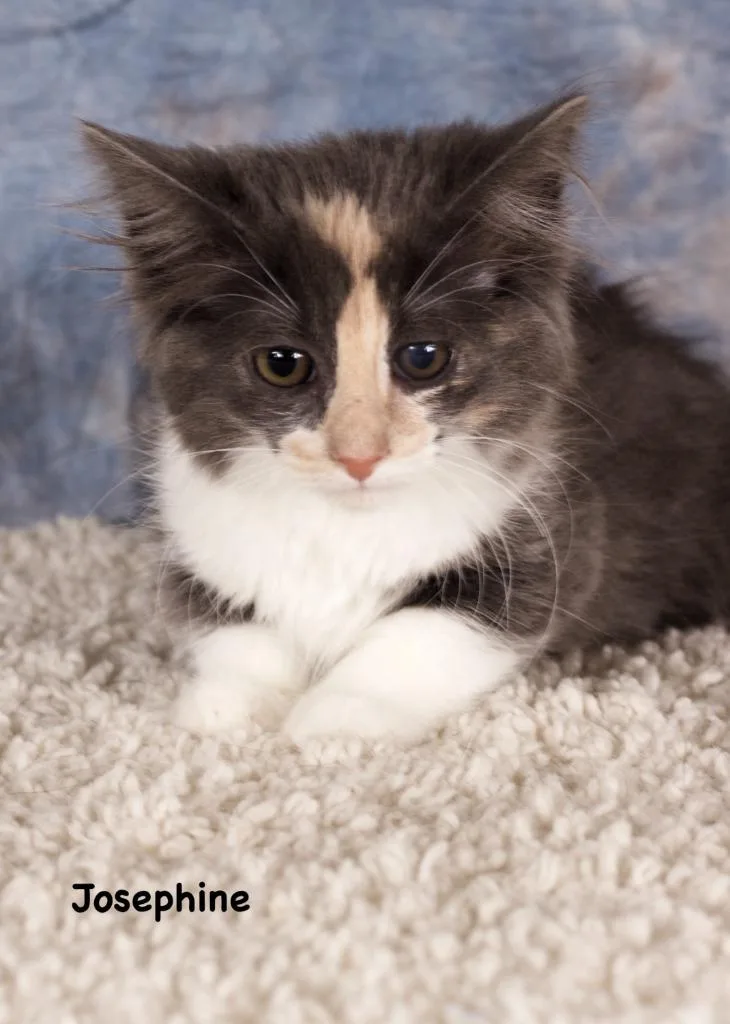 A baby small-sized female Domestic Medium Hair cat named Josephine for adoption in Gilbert, AZ