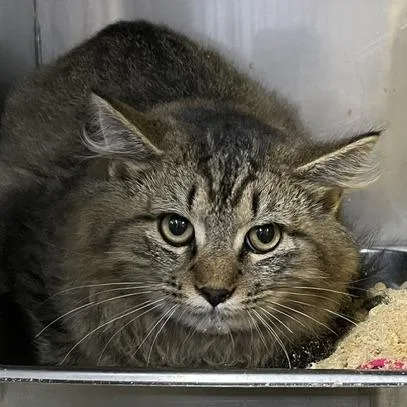 A young medium-sized male Brown / Chocolate Domestic Medium Hair cat named Curry for adoption in Marble, NC