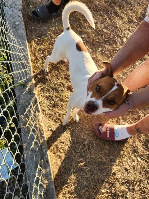 An adult small-sized male Chihuahua dog named Lucky for adoption in San Antonio, TX