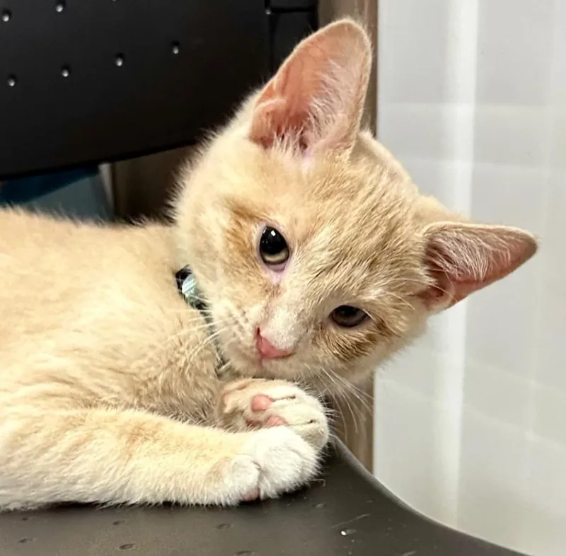 Crème Brûlée thumbnail 2