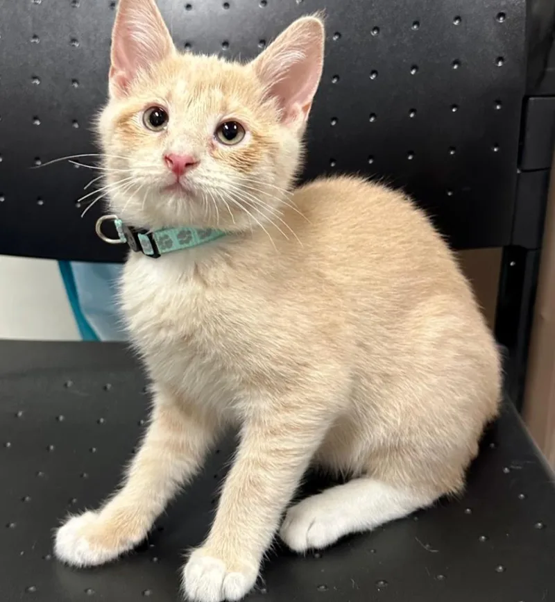 A baby small-sized male Buff / Tan / Fawn Domestic Short Hair cat named Crème Brûlée for adoption in Statesboro, GA