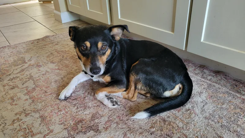 A young small-sized male Manchester Terrier dog named Bandit for adoption in Elk Grove, CA