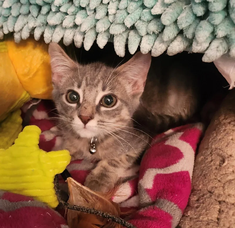 A young medium-sized male Domestic Short Hair cat named Davis for adoption in Hampstead, NC