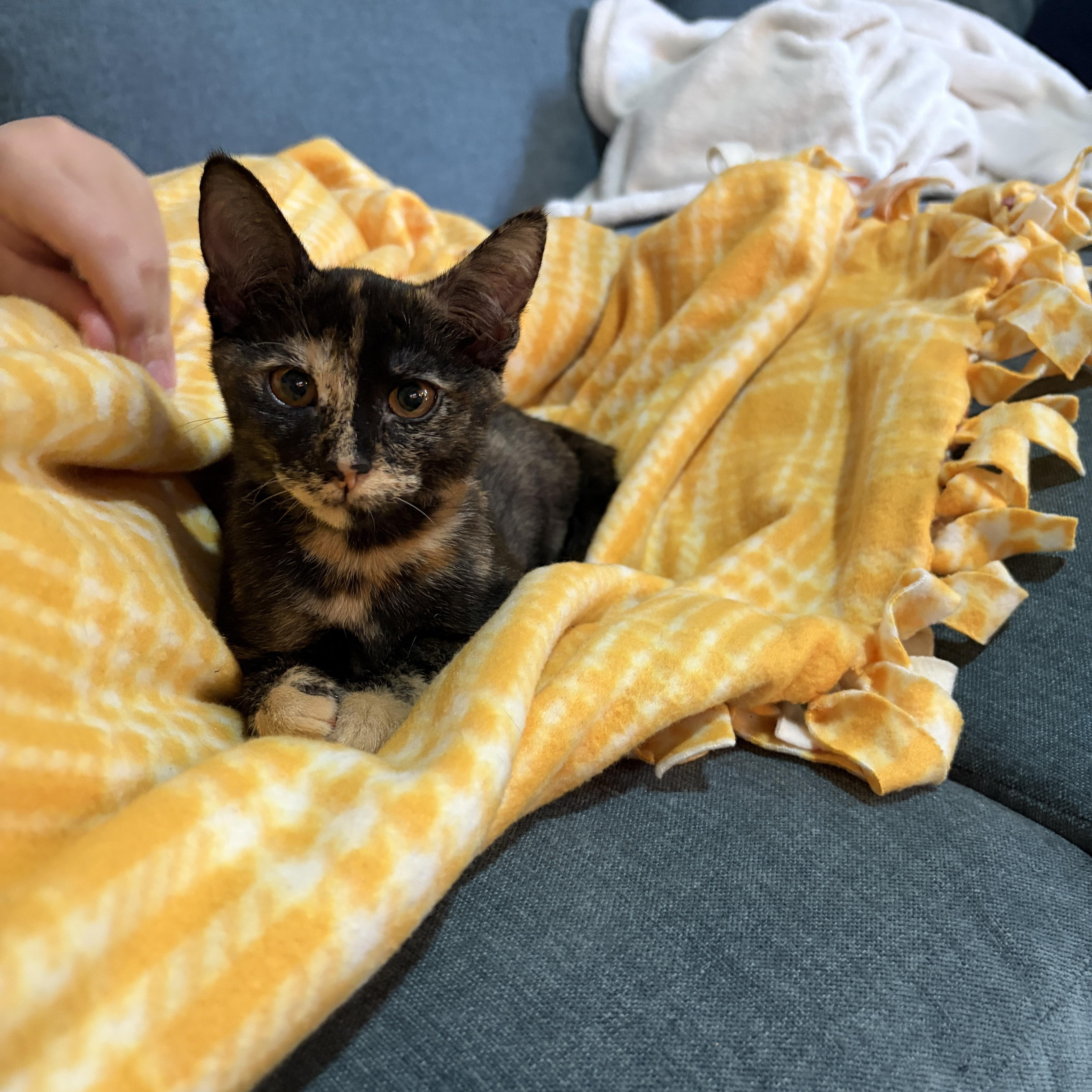 A baby small-sized female Tortoiseshell Domestic Short Hair cat named Mitzi for adoption in Tulsa, OK