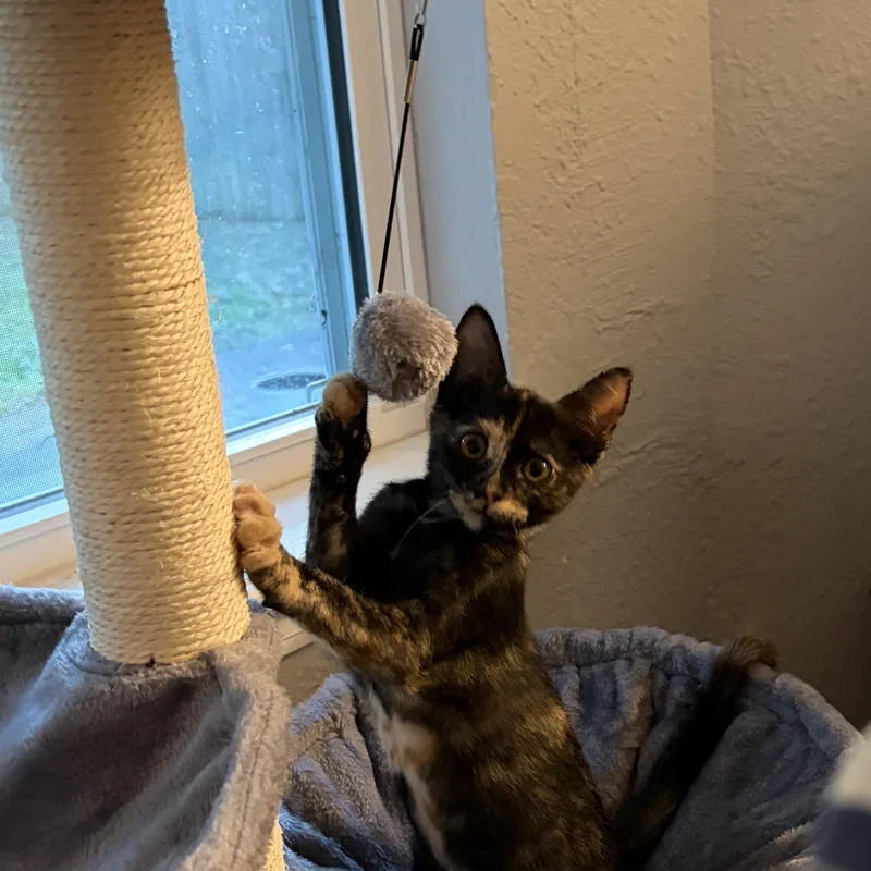 Mitzi thumbnail 2